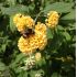 Buddleia weyeriana 'Sungold'