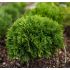 Thuja Occidentalis ´Kobold´