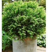 Thuja Occidentalis ´Kobold´