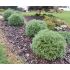 Thuja Occidentalis 'Bowling Ball'