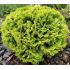 Thuja Occidentalis 'Amber Glow'