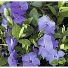 Vinca minor