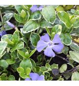 Vinca Minor´Blue Sapphire´