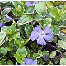 Vinca minor´Blue Sapphire´