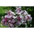 Syringa microphylla ´Superba´