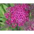 Spiraea japonica 'Darts Red'