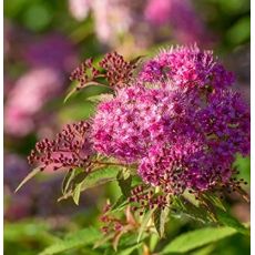 Spiraea japonica 'Darts Red'