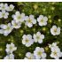 Potentilla fruticosa ´Mount Everest´