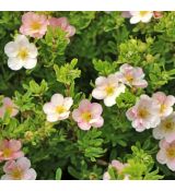 Potentilla fruticosa 'Pink Queen'