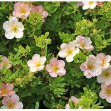 Potentilla fruticosa 'Pink Queen'