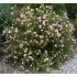 Potentilla fruticosa 'Pink Queen'