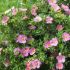 Potentilla fruticosa 'Pink Queen'