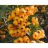 Pyracantha ´Golden Charmer´