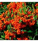 Pyracantha 'Orange Glow'