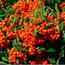 Pyracantha 'Orange Glow'