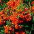 Pyracantha 'Orange Glow'