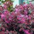 Loropetalum chinense ´Fire Dance´ na kmienku