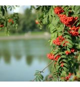 Sorbus Aucuparia