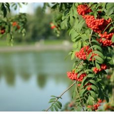 Sorbus Aucuparia