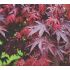 Acer palmatum ´Bloodgood´