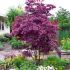 Acer palmatum ´Bloodgood´