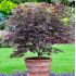 Acer palmatum 'Atropurpureum'