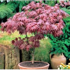 Acer palmatum 'Atropurpureum'