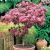 Acer palmatum 'Atropurpureum'