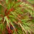 Acer palmatum dissectum ´Viridis´ na kmienku