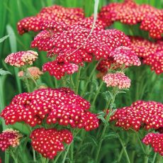 Achillea Millefolium 'Cerise Queen'