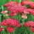 Achillea Millefolium 'Cerise Queen'