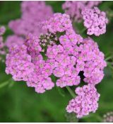 Achillea millefolium ´Lilac Beauty´