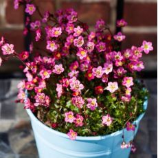 Saxifraga x Arendsii ´Flower Carpet´