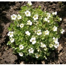 Saxifraga x Arendsii ´White´