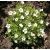 Saxifraga x Arendsii ´White´