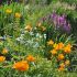 Trollius chinensis ´Golden Queen´