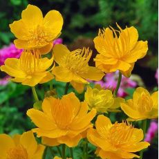 Trollius chinensis ´Golden Queen´