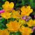 Trollius chinensis ´Golden Queen´