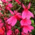 Lobelia x Speciosa ´Starship Deep Rose´