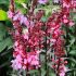 Lobelia x Speciosa ´Starship Deep Rose´