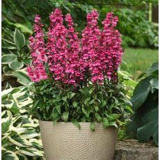 Lobelia x Speciosa ´Starship Deep Rose´