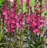 Lobelia x Speciosa ´Starship Deep Rose´