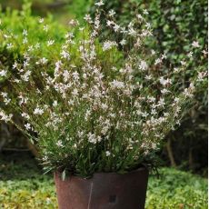 Gaura lindheimeri ´Sparkle White´