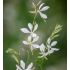 Gaura lindheimeri ´Sparkle White´