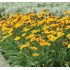 Coreopsis grandiflora ´Sunfire´