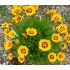 Coreopsis grandiflora ´Sunfire´