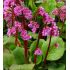 Bergenia cordifolia 'Winterglut'