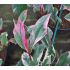 Photinia x fraseri ´Pink Marble´