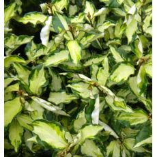 Elaeagnus x Ebbingei ´Maryline´