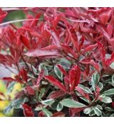 Photinia x fraseri ´Pink Marble´